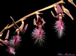 Image result for Bulbophyllum saltatorium
