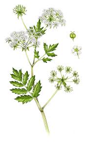 Image result for Berula erecta