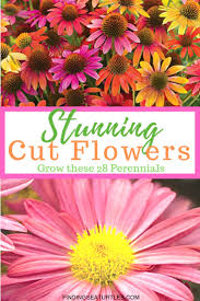 Apr 21, 2021 · astilbe hardly need flowers to make them desirable plants. 28 Best Perennials For A Cutting Flower Garden