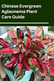 Chinese Evergreen Plant Care Guide Chinese Evergreen Plant Plant Care Plants