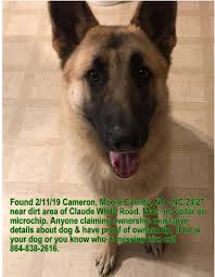 I hope there's no milk dogs here. Found Dog German Shepherd In Cameron Pets Thepilot Com