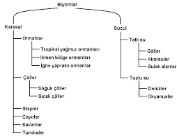 10 Sinif Proje Konu Anlatimi Biyomlar Biyolojifenokulu Biyoloji Tropikal Okyanus