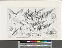 Image result for Afrobrunnichia