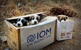Here are passion 4 paws' current pups that need foster and/or adoptive families! Local Dog Rescue Faces Challenges In Transporting Iraqi Puppies To Vermont