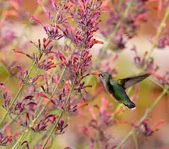 Image result for Syngonanthus longibracteatus