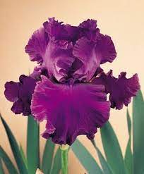 Mulberry Punch Tall Bearded Iris Garden Flowers Iris Flowers