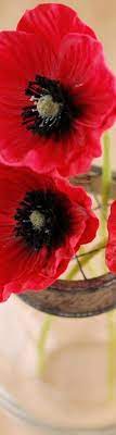 Poppy Flowers Poppy Flower Flowers Poppies