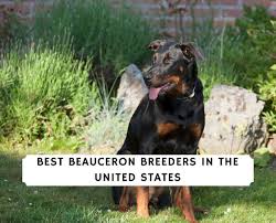 No beauceron's were found in the for sale catergory. 7 Best Beauceron Breeders In The United States 2021 We Love Doodles