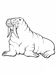Free Printable Walrus Coloring Pages For Kids Animal Coloring Pages Coloring Pages For Kids Coloring Pages