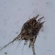 Image result for what do otodectes cynotis look like in dog fur