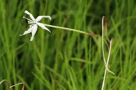 Image result for Afrosolen schimperi