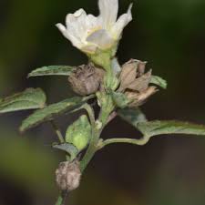 Image result for Sida spinosa