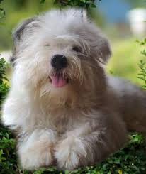 Check spelling or type a new query. Dog Boarding In Chennai With Best Prices On Petbacker