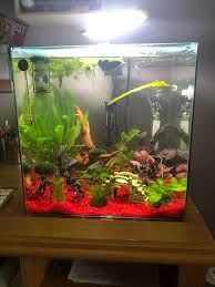 Betta Fish Tank Mates For My Female Betta In 2020 Betta Fish Tank Mates Betta Fish Betta