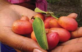 Image result for Ximenia americana