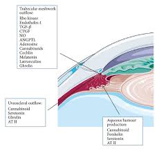 Image result for Intraocular Pressure