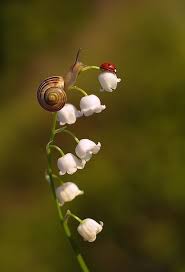 Secret Dreamlife Faune Et Flore Animaux Beaux Photo Animaux