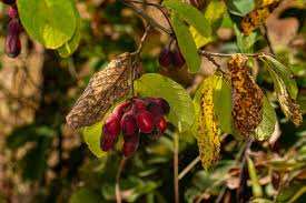 Image result for Friesodielsia