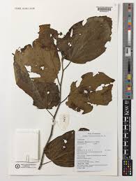 Image result for Alangium chinense