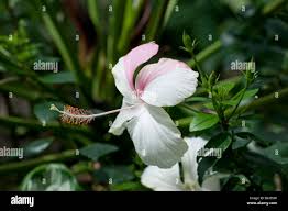 Image result for Hibiscus schizopetalus