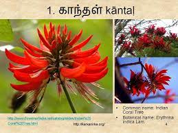 Common vocabulary contains common words that we can use in daily life. 99 Tamil Flowers Kurunji Paatu Flowers 1 10 à®•à®± à®• à®¨ à®± à®•