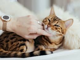 However, the causes of vomiting in cats immediately after eating may be more serious: Cat Vomiting When Should I Worry About It Uk Pets