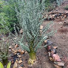 Image result for Sesamothamnus lugardii