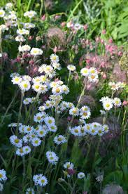 Image result for Erlangea remifolia