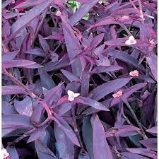 1 65 Gallon Pink Purple Queen In Pot L9175 Lowes Com Plants Ground Cover Plants Purple Plants