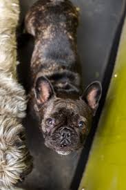 Now that you know where to find the best pet sitter in calgary, you can surely enjoy your next vacation without worrying too much about the pets you're leaving at home. Calgary Dog Daycare Safe Fun Day Care For Dogs