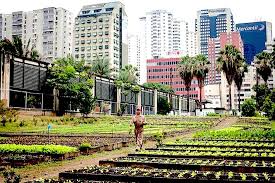 Quezon, the 2nd president of the philippines, who founded and developed the city to substitute the city of manila as. Senator Has A Plan To Boost Urban Agriculture In The Philippines Agritecture
