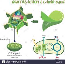 Photosynthesis Plant Cell Diagram Illustration Vector Design