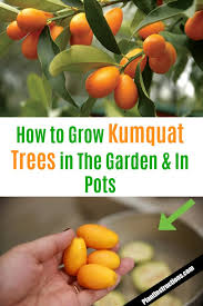 Nagami kumquats (or oval kumquat): How To Grow Kumquats Plant Instructions