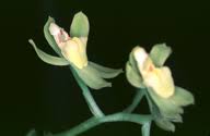 Image result for Gomphocarpus kaessneri