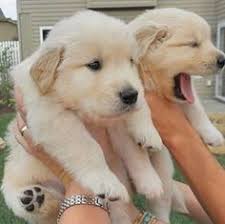 Awalnya dikembangkan dari anjing perang menjadi anjing yang digunakan untuk berburu dan menjaga, irish wolfhounds dapat menjadi pemandangan … 120 Ide Anjing Lucu Terbaik Di 2021 Anjing Lucu Anjing Lucu