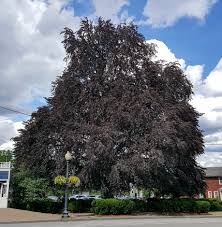 Fabriqué à partir de solides en acier inoxydable et en bois de hêtre. Enduring Legacy Of The Town S Iconic Copper Beech Tree Town Of Pittsford