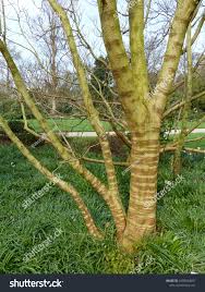 Image result for Broussonetia papyrifera