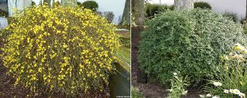 Image result for Jasminum nudiflorum
