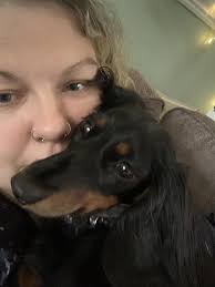 Mourning the loss of a beloved pet Yorkshire Terrier