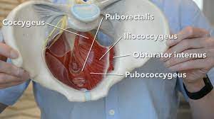 The pelvis is a symmetrical bony ring interposed between the vertebrae of the sacral spine and the lower limbs, which are articulated through complex joints, the hips. Pelvic Floor Muscles Youtube