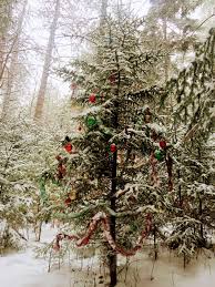 Until the 17th century, people decorated their christmas tree in a certain order. In New Hampshire Decorating Christmas Trees In The Woods Is A Thing People Do New Hampshire Public Radio