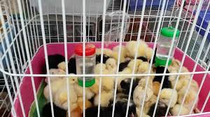 Eminonu Evcil Hayvan Pazari Petshop Petstv Web Tv