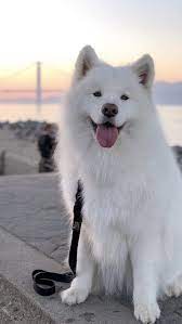 beautiful samoyed samoyed dogs cute baby dogs cute dogs breeds