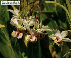 Image result for Gomphocarpus fruticosus