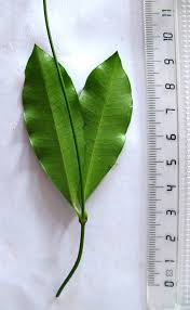 Image result for Secamone alpini