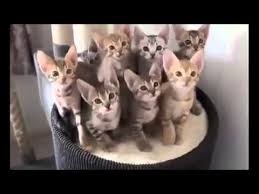 Kedi Videolary
