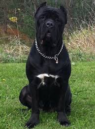 Advertise, sell, buy and rehome caucasian shepherd dog dogs and puppies with pets4homes. Cane Corso Dogs For Sale Ukiah