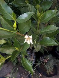 Image result for Rothmannia urcelliformis