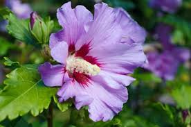 Planter Des Hibiscus De Jardin Ou Althea Hibiscus De Jardin Hibiscus Et Arbustes A Fleurs