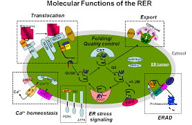We did not find results for: Rough Endoplasmic Reticulum Rer Pancreapedia